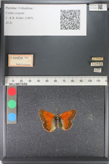 Media type: image;   Entomology 125399